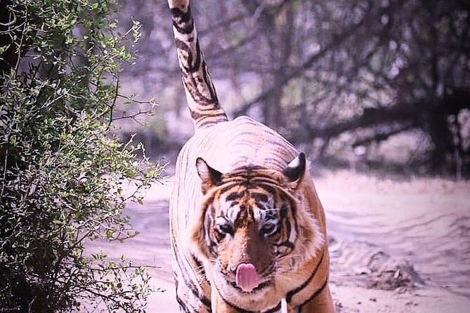 Ranthambore Wildlife Safari with Tickets & Transfer Options - Private Safari, Private Pace, and Why Zones Matter