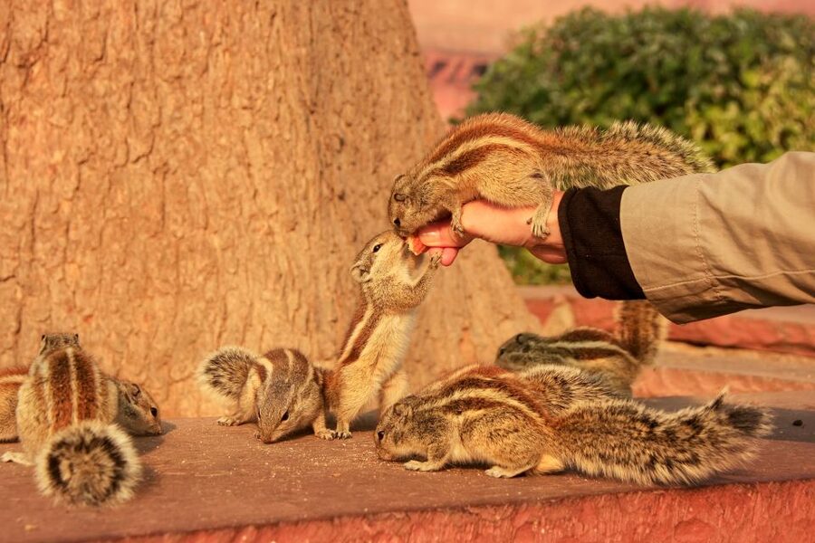 Same Day Taj Mahal, Agra Fort & Baby Taj Tour from Jaipur - Why This Jaipur to Agra Day Trip Works (and When It Does Not)