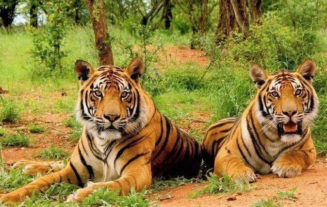 Sariska Tiger Reserve Assistance for Gypsy Private Safari Tickets - Key points you should know before you go