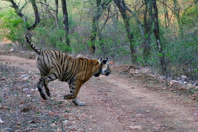 Sariska Tiger Reserve Assistance for Gypsy Private Safari Tickets - Sariska Tiger Reserve: what you’re really paying for