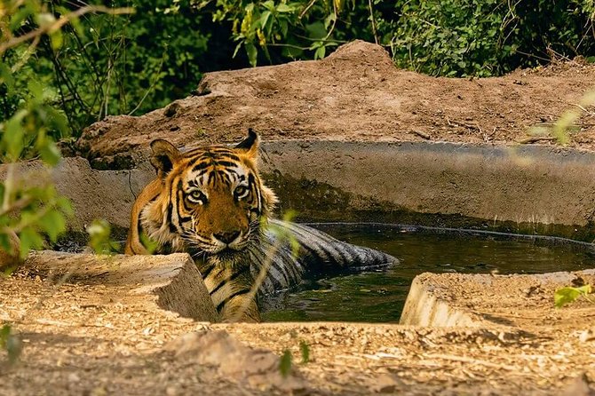 Sariska Tiger Reserve Assistance for Gypsy Private Safari Tickets - What a 3-hour private jeep safari feels like inside the reserve