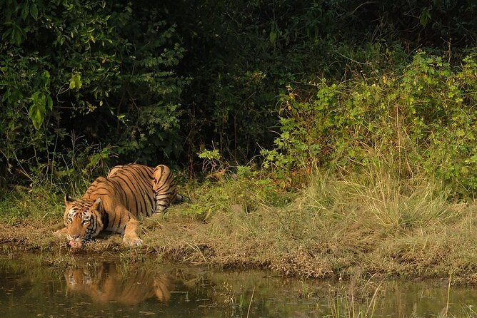 Sariska Tiger Reserve Assistance for Gypsy Private Safari Tickets - Your guide’s role: learning as you search for tigers