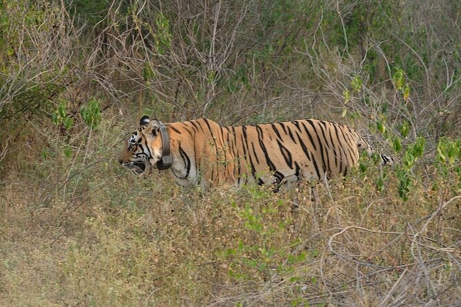 Sariska Tiger Reserve Assistance for Gypsy Private Safari Tickets - Included vs not included, plus smart comfort tips