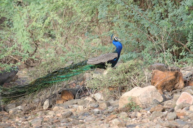 Sariska Tiger Reserve Assistance for Gypsy Private Safari Tickets - 6 am vs 2 pm: how timing changes your safari