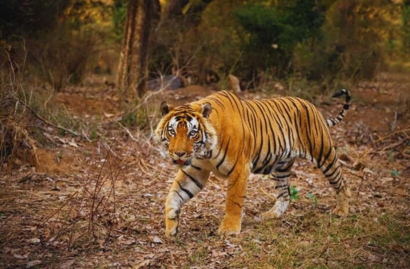 Sawai Madhopur: Ranthambore National Park Guided Jeep Safari - Price and Value: What $45 Really Buys in Ranthambore