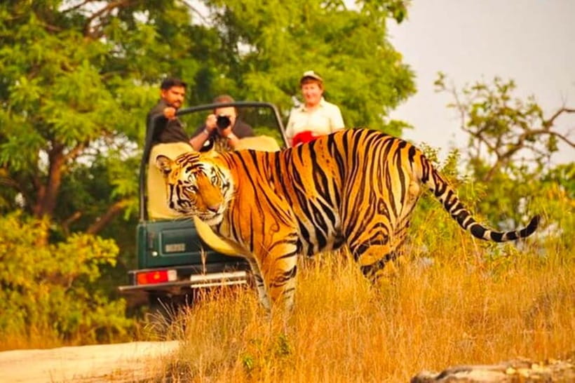 Sawai Madhopur: Ranthambore National Park Guided Jeep Safari - Ranthambore by Jeep: Why This Format Works for Tiger Country