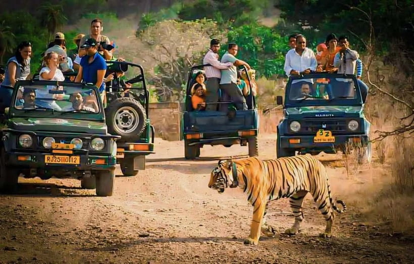 Sawai Madhopur: Ranthambore National Park Guided Jeep Safari - The Safari Flow Inside the Park: Forest Tracks, Quiet Scanning, Water Lakes