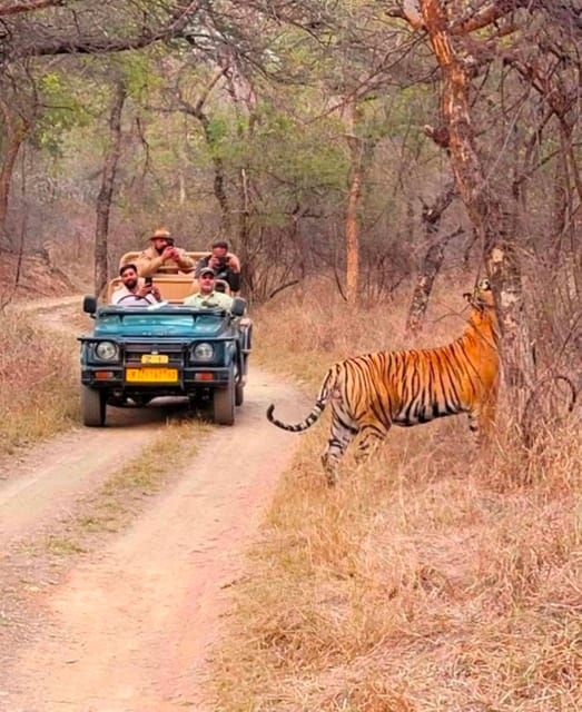 Sawai Madhopur: Ranthambore National Park Guided Jeep Safari - Bengal Tigers, Plus the Other Wildlife Cast You Might See