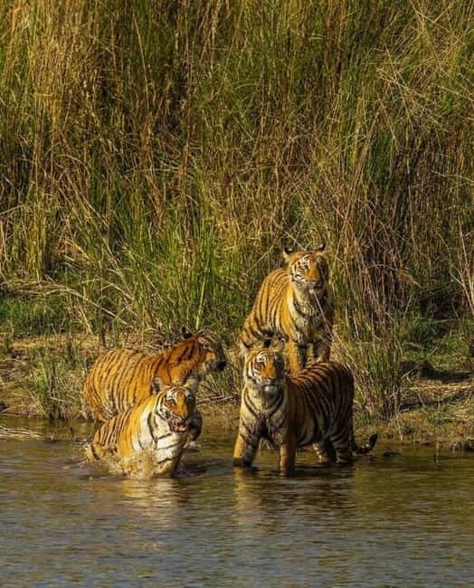 Sawai Madhopur: Ranthambore National Park Guided Jeep Safari - Jeep vs. Canter: Comfort, Crowding, and How It Affects Your Viewing