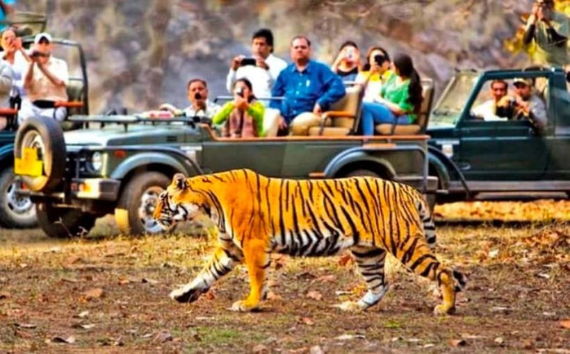 Sawai Madhopur: Ranthambore National Park Guided Jeep Safari - Meeting Up Near Shri Ganpati Dhaba, or From Your Hotel