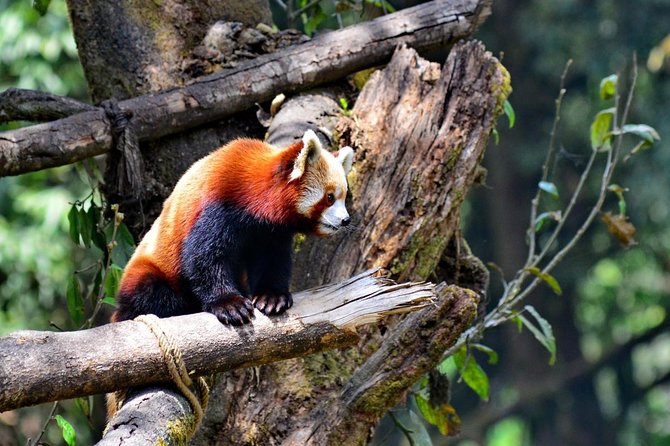 Sikkim Darjeeling - North East India 7 Nights 8 Days Tour - Quick Hit Key Points