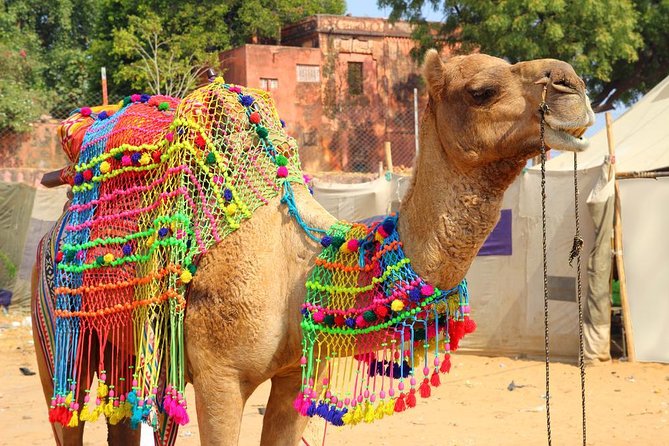 Spiritual City Walking Tour-THE Pushkar Route - Key highlights worth your attention
