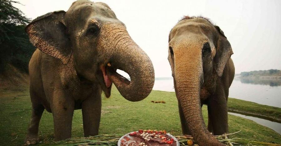 Taj Mahal Tour with Optional Wildlife Rescue Center Visit - What to Bring, and What to Skip