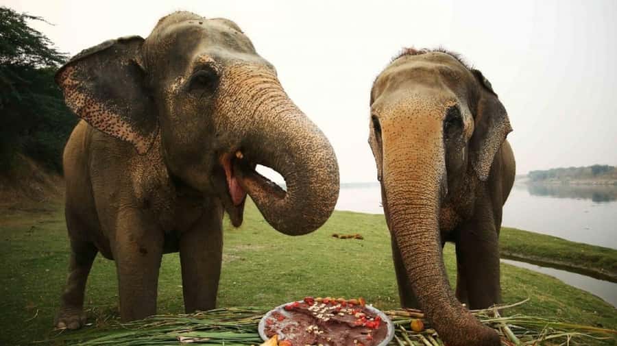 Taj Mahal Tour with Optional Wildlife Rescue Center Visit - Sunrise Taj Mahal, With a Real Human Guide