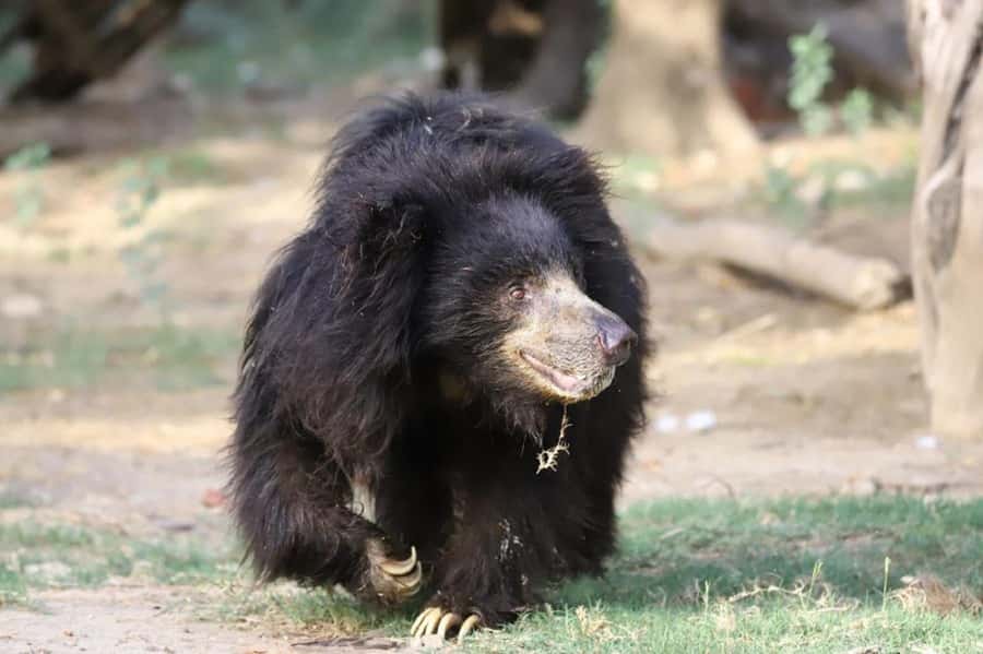 Taj Mahal Tour with Optional Wildlife Rescue Center Visit - Taj Mahal: What the Guided Walk Should Help You See
