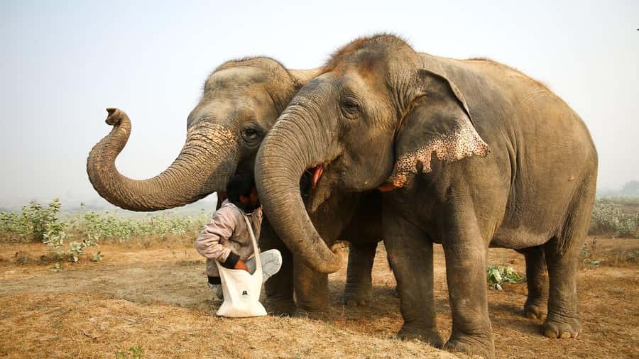 Taj Mahal Tour with Optional Wildlife Rescue Center Visit - How Long Is This Day Really, and Who It Fits Best