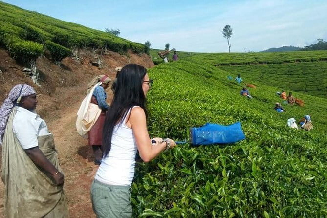 Tea planation walking In Munnar- (by Munnar Info) - Key highlights you should know before you go