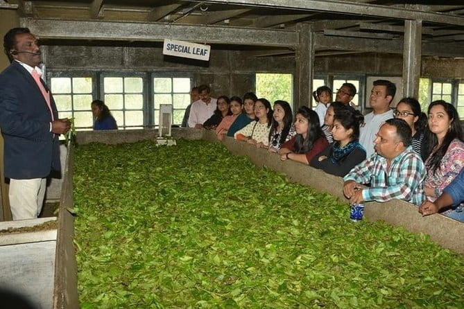 Tea planation walking In Munnar- (by Munnar Info) - A slow village walk through Munnar’s working tea hills