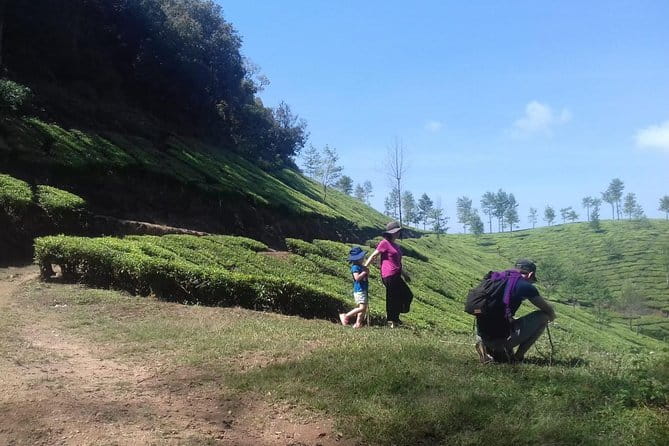Tea planation walking In Munnar- (by Munnar Info) - Your first stop: the plucking field training (where tea goes from plant to cup)