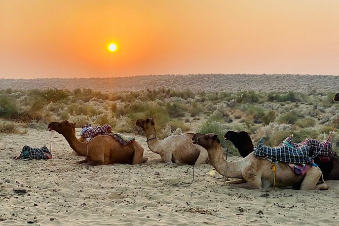 Thar Desert Camel Tour, Guide with over 25 years of experience! - Why a Thar Desert camel safari feels different from a quick outing