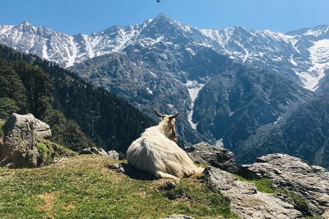 Triund Trek with Manu Adventures India - Day 1 from Dharamshala to Triund: forest climbing and a steady burn