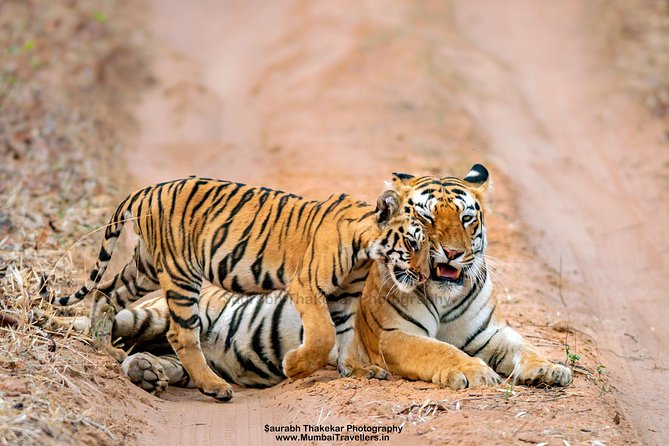 Two Night Tiger Safari Experience at Tadoba National Park &Transfers From Nagpur - Quick hits before you go