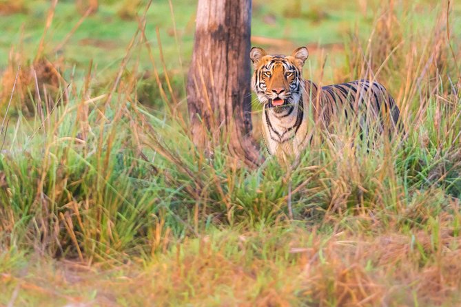 Two Night Tiger Safari Experience at Tadoba National Park &Transfers From Nagpur - Irai Safari Retreat Resort and the tent-style comfort factor