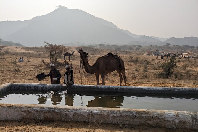 Walking Sightseeing Tour - The Shine Pushkar - Stop-by-Stop: Pushkar Lake to Brahma Ghat in Real Order