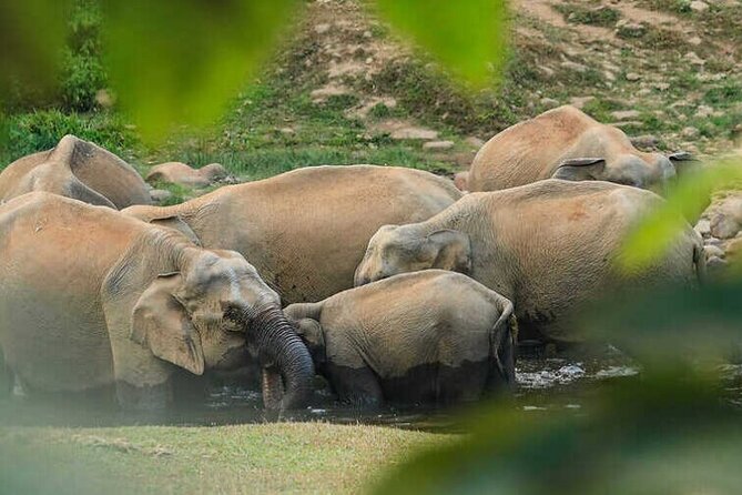 Wild Elephant Anakulam & Waterfalls Tour(munnar valley Trekking) - Key highlights worth your attention