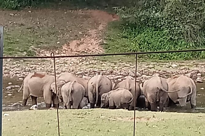 Wild Elephant Anakulam & Waterfalls Tour(munnar valley Trekking) - Price and value: what $70 actually buys you here